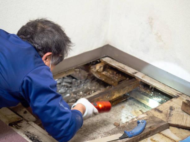 Best Mold Removal Specialists  in Osseo, MN