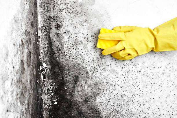 Best Mold Removal Near Me  in Osseo, MN