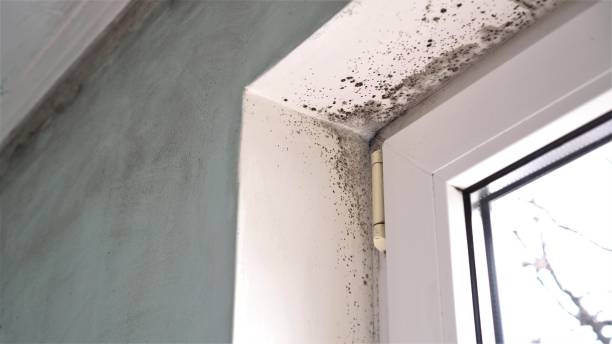 Professional Mold Removal in Osseo, MN