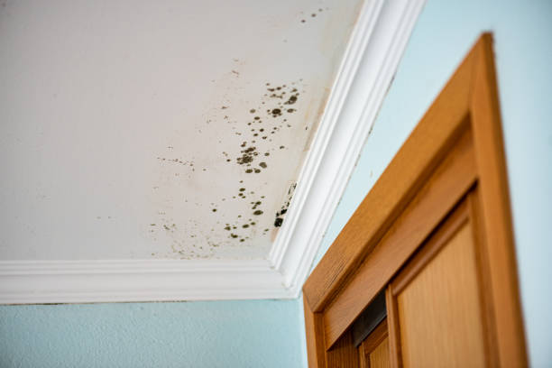 Best Home Mold Removal  in Osseo, MN