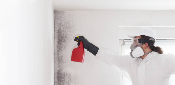Office Mold Removal Services in Osseo, MN