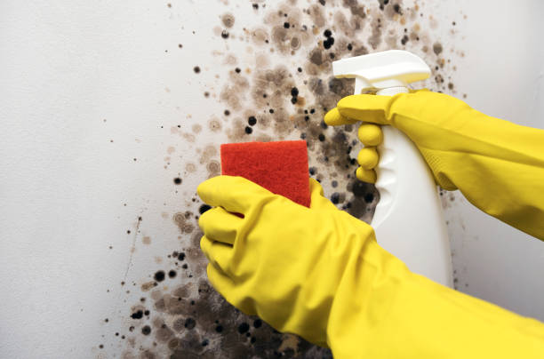 Best Black Mold Removal  in Osseo, MN