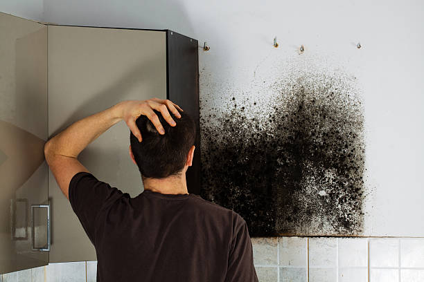 Certified Mold Removal in Osseo, MN